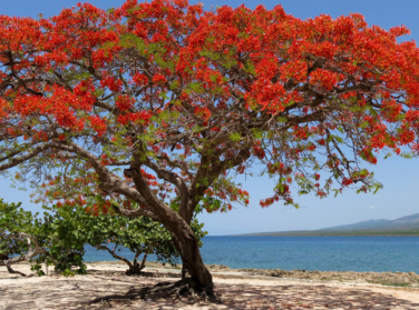 La magie des fêtes de fin d&rsquo;année à l&rsquo;Île Maurice : une célébration sous les tropiques