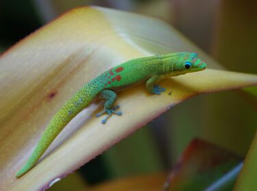 Les insectes et autres petites bêtes à l’Ile Maurice